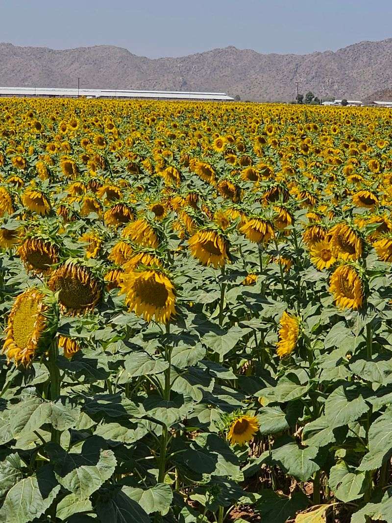 Sunrise And Sunset Over The Sunflowers