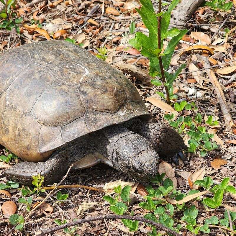 Wildlife Encounters That Feel Like Florida Used To Be