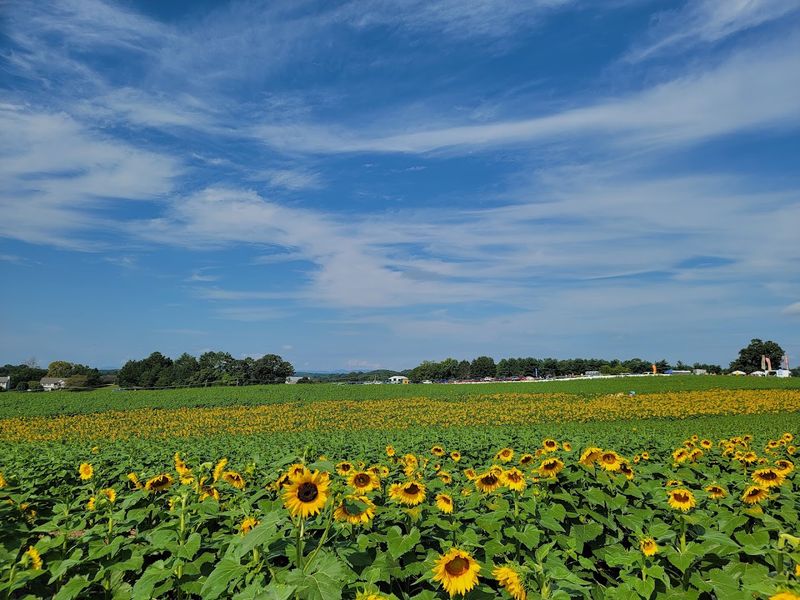 Sunset Dinners And Yoga In The Sunflower Fields