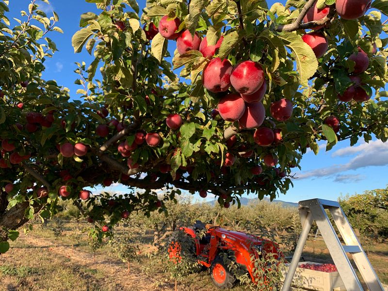 Sunset Orchard on Green Bluff, Colbert, WA