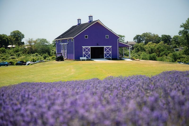 Sunset Ridge Lavender Farm, Enon, OH
