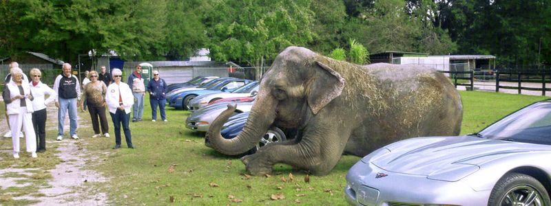 Interactive Feeding Session