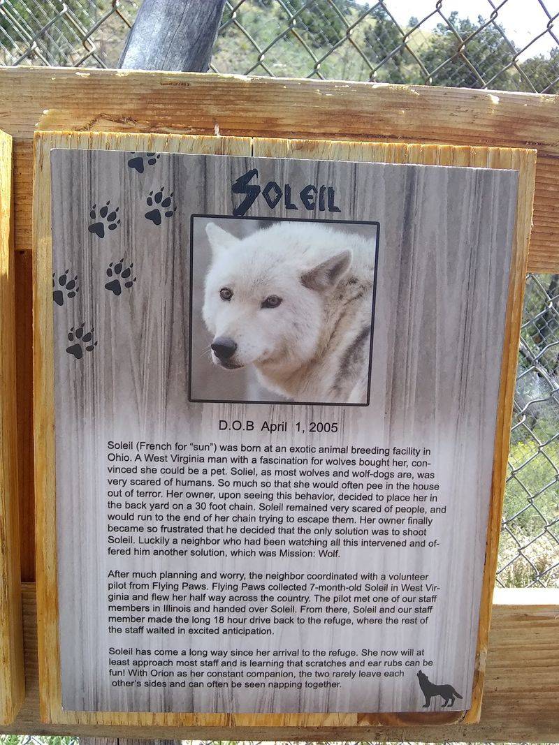 Supporting The Sanctuary: Donations, Sponsorships, And The Gift Shop