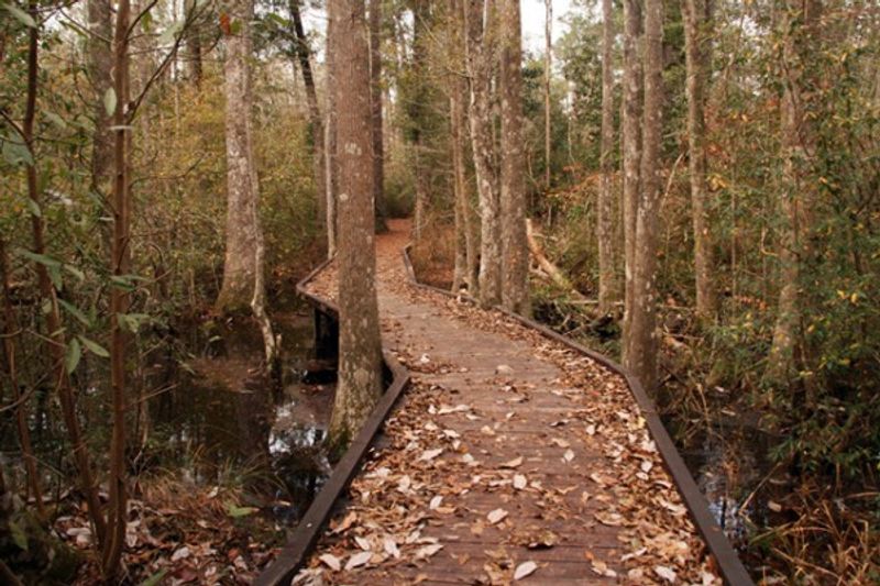 Big Thicket Loop