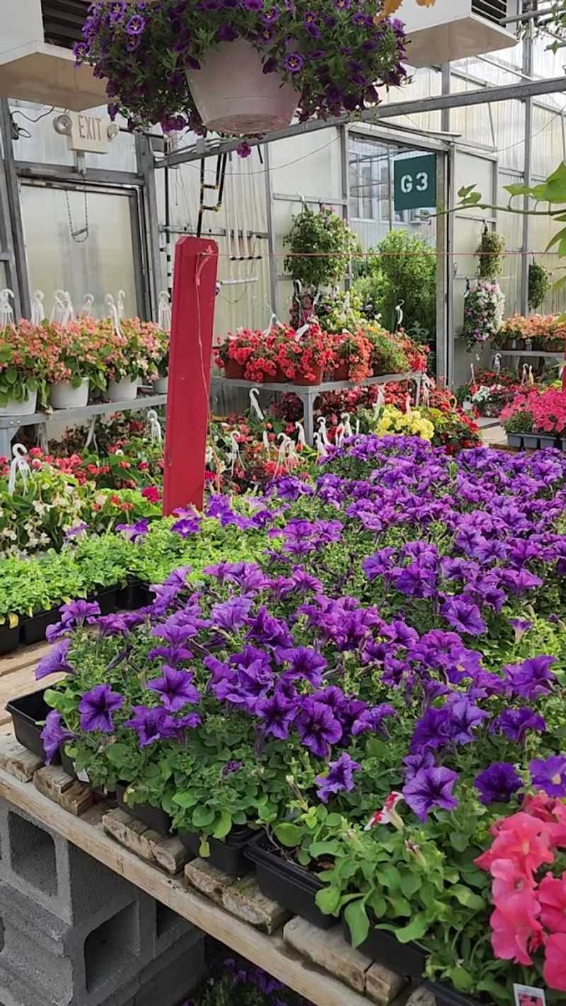 Greenhouse And Floral Mood Lift