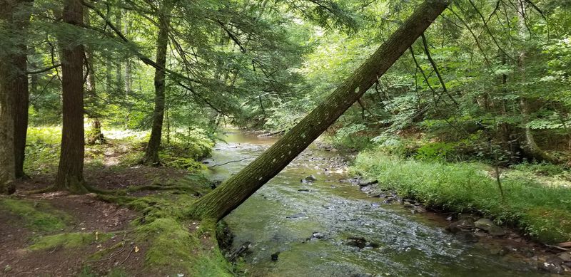 Prouty Run Creek Flows Right Through the Property