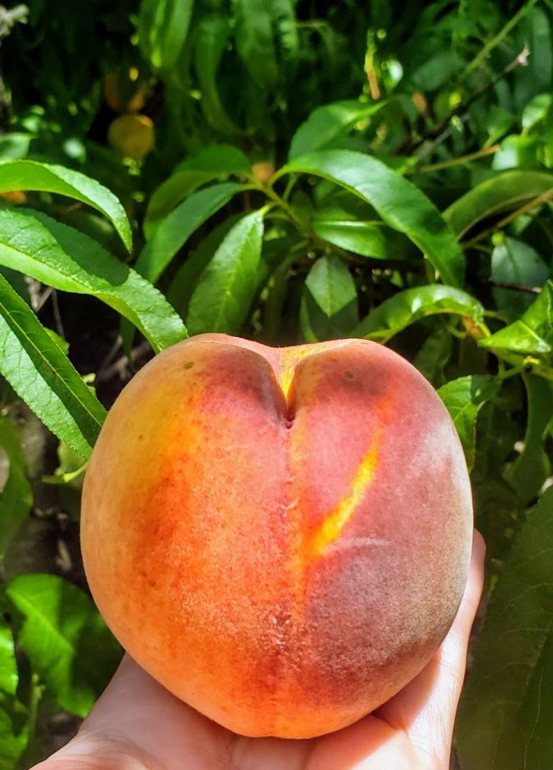 Suzanne's Fruit Farm 