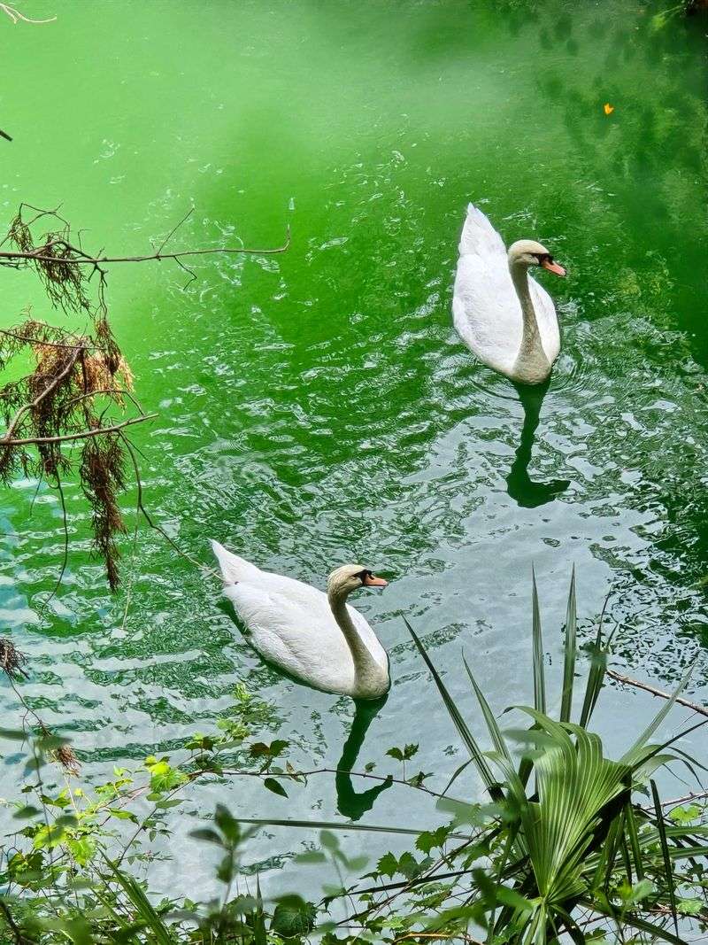 Swans, Turtles, And A Bird Named Rosie