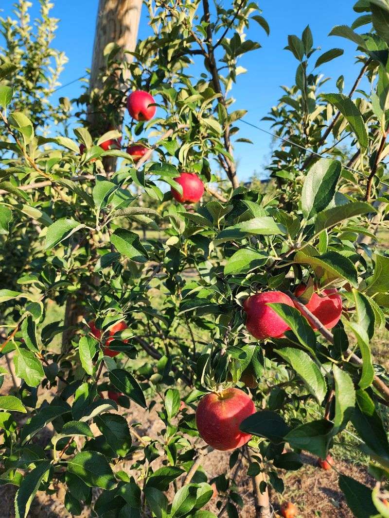 Sweeping Orchard Views Beneath Open Skies