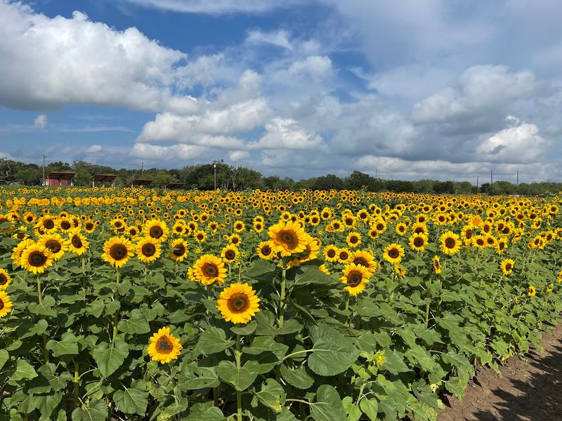 Sweet Berry Farm
