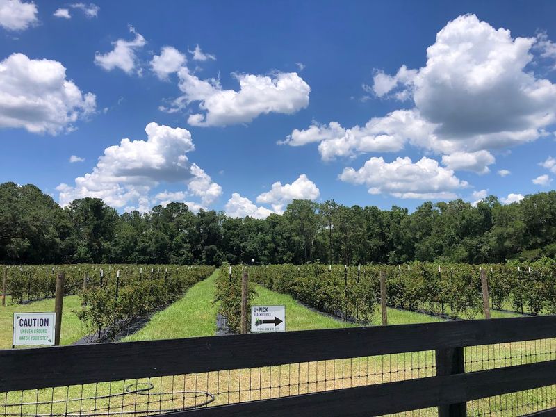 Sweet Berry Farms, Williston, FL