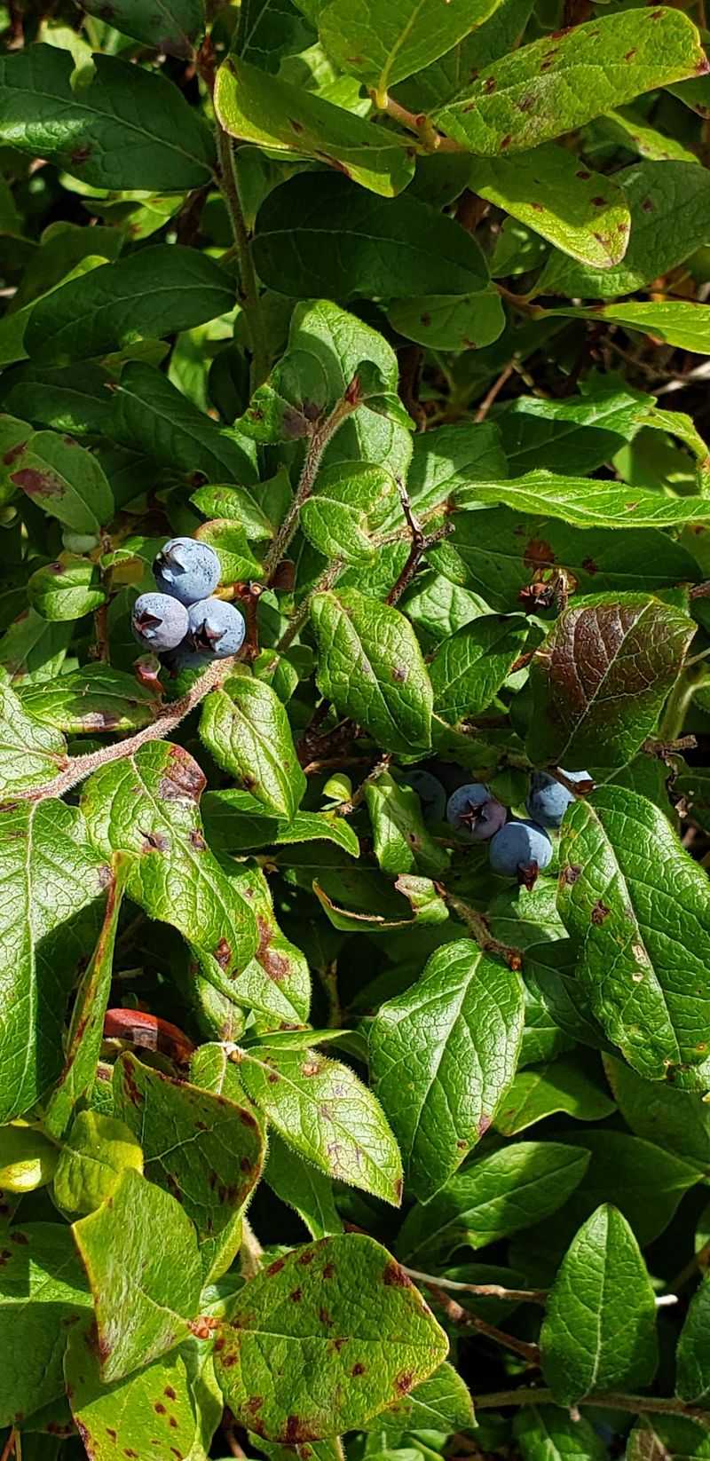 Sweet Blueberry Barrens