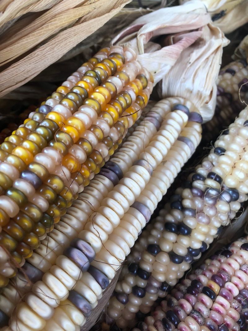 Sweet Corn By The Armload