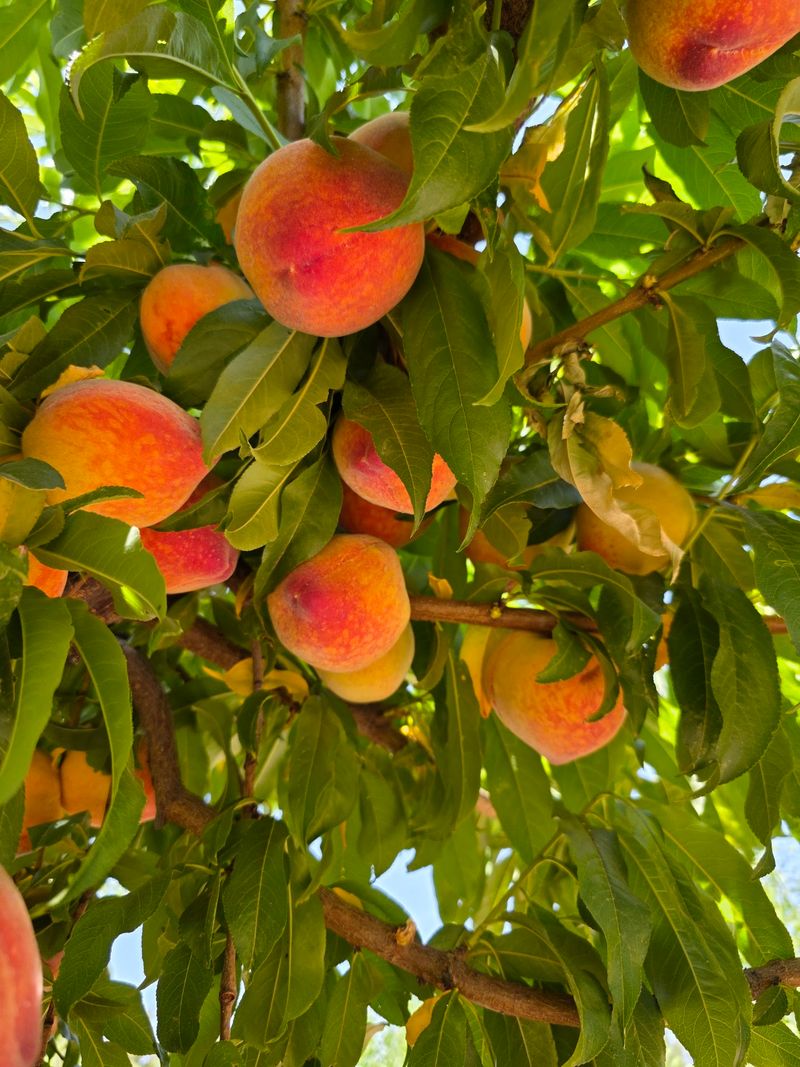 Sweet Rewards in the Peach Orchard