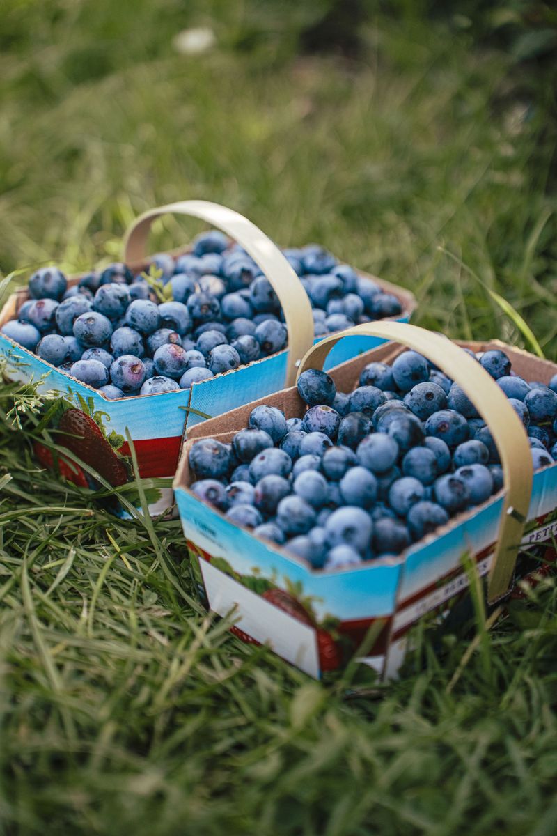 Sweet Summer Memories Start In The Blueberry Rows