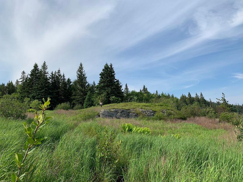 Sweet Wild Blueberries Along The Way
