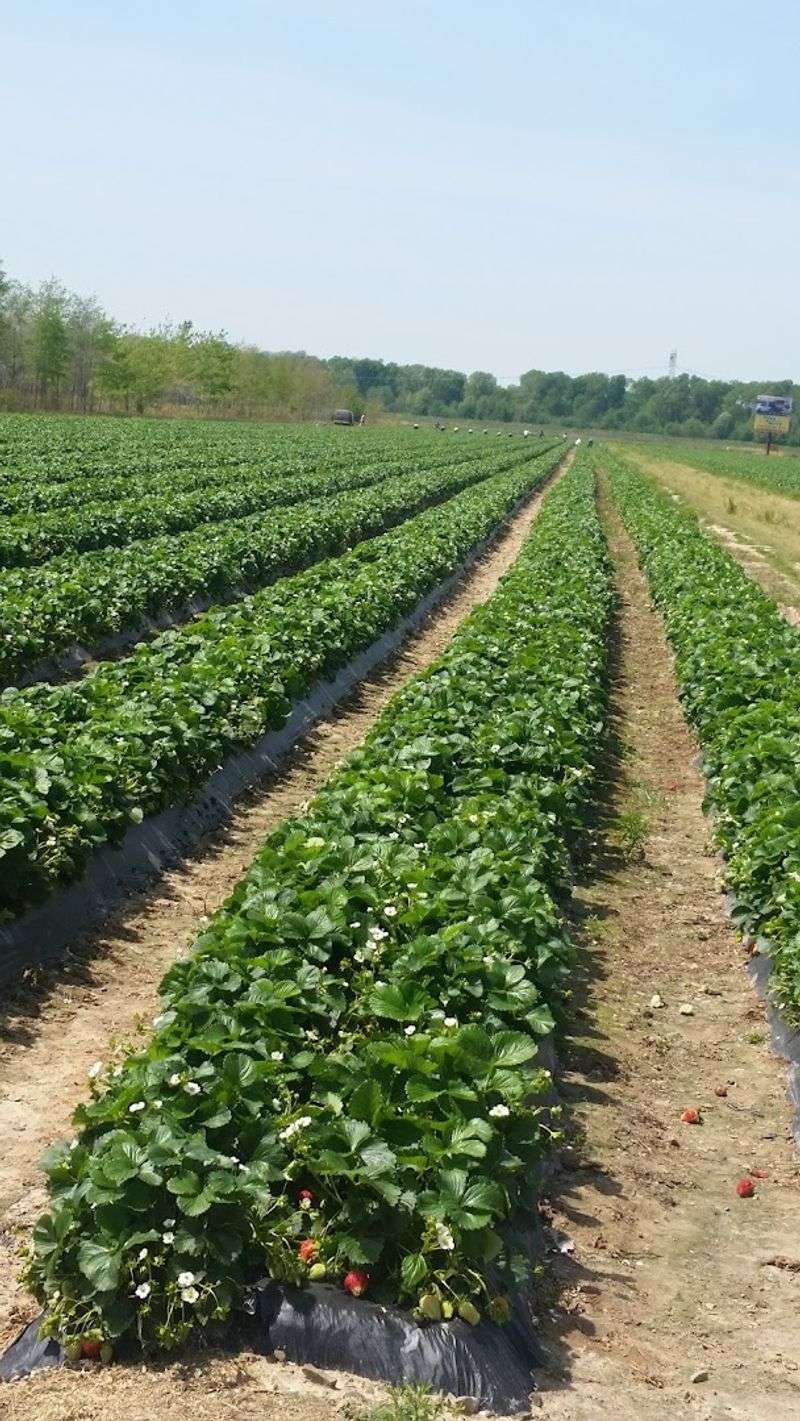 Family-Owned Fields Growing Since 1982