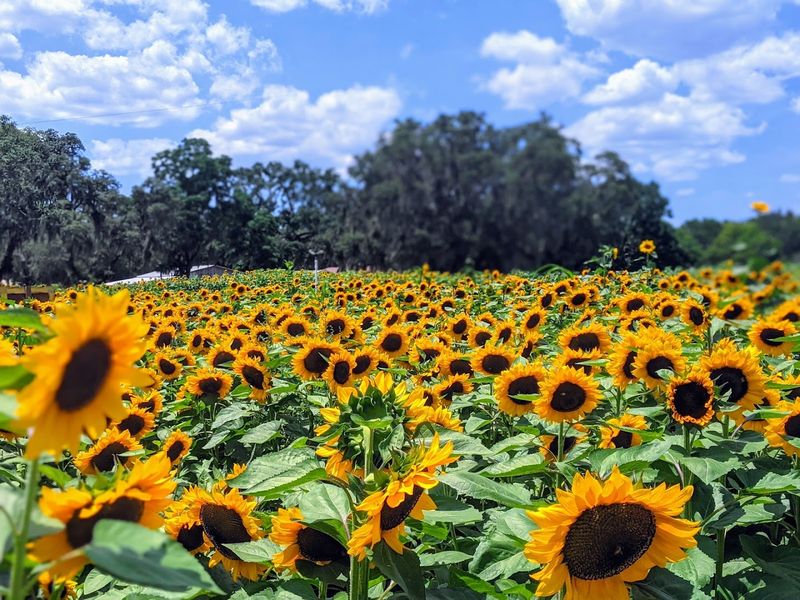Sweetfields Farm, Brooksville Sweetfields Farm, Brooksville