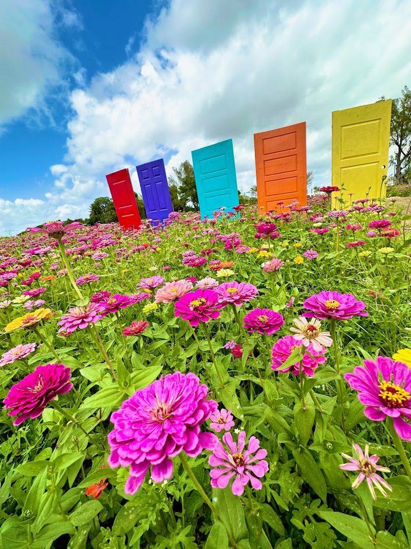 The Berry Farm, Miami