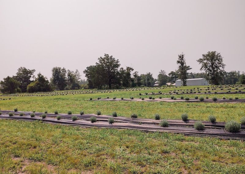 Sweetwater Lavender Farm, Altha Sweetwater Lavender Farm, Altha