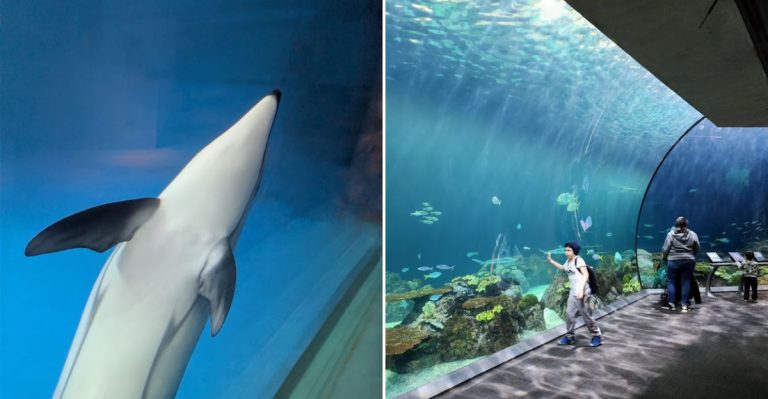 Swim With Sharks And Meet Belugas At This Lakefront Aquarium In Illinois