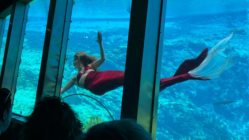 Catch A Mermaid Show At Weeki Wachee State Park