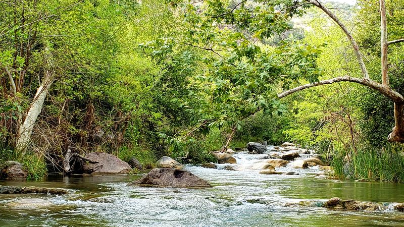 Wildlife And Nature Along The Creek