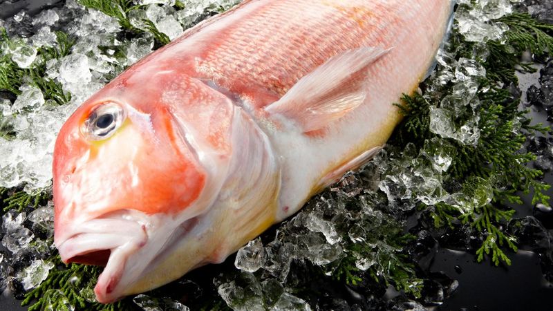 Gulf Tilefish: Hidden Toxic Treasure