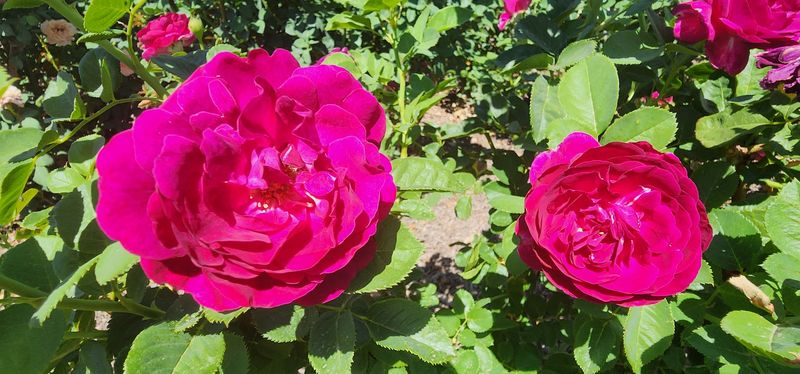 Year-Round Desert Blooms