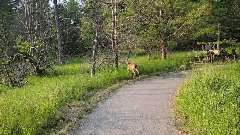 Ludington State Park, Ludington