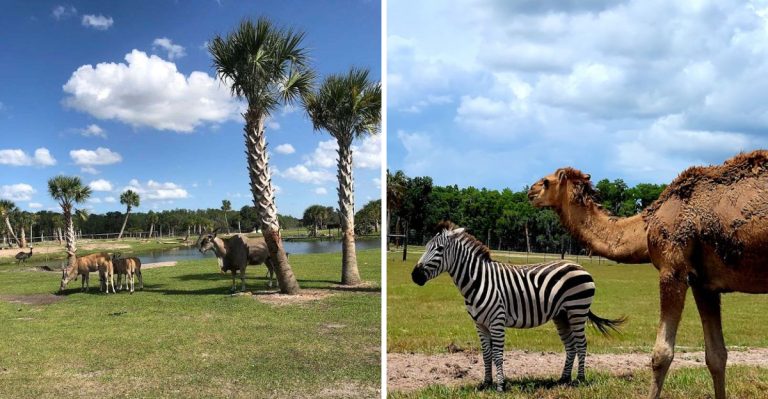 Take A Magical Drive-Thru Safari Around Free-Roaming Animals At This Florida Wildlife Park
