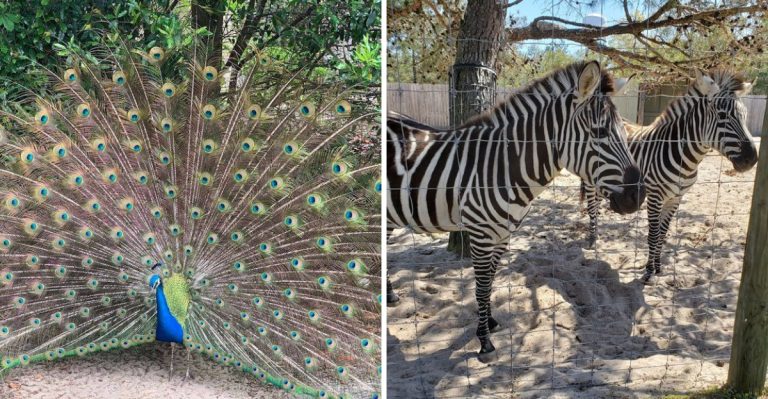 Take A Magical Train Ride Through This Florida Zoo Filled With Free-Roaming Animals