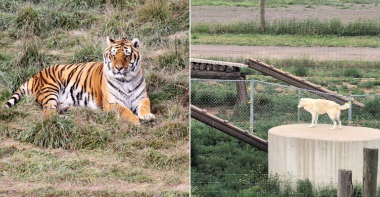 Take A Magical Walk Above Free-Roaming Animals At This Colorado Wildlife Sanctuary