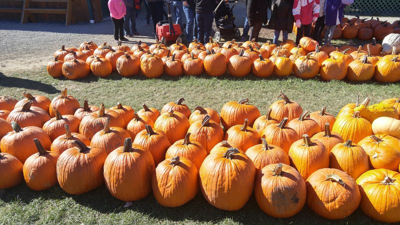 Take A Wagon Ride And Pick Your Pumpkin Take A Wagon Ride And Pick Your Pumpkin