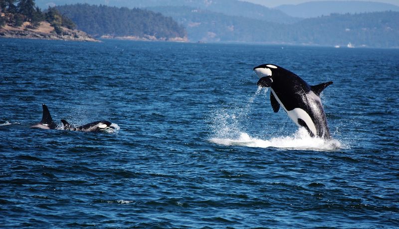 Take A Whale-Watching Trip From Friday Harbor
