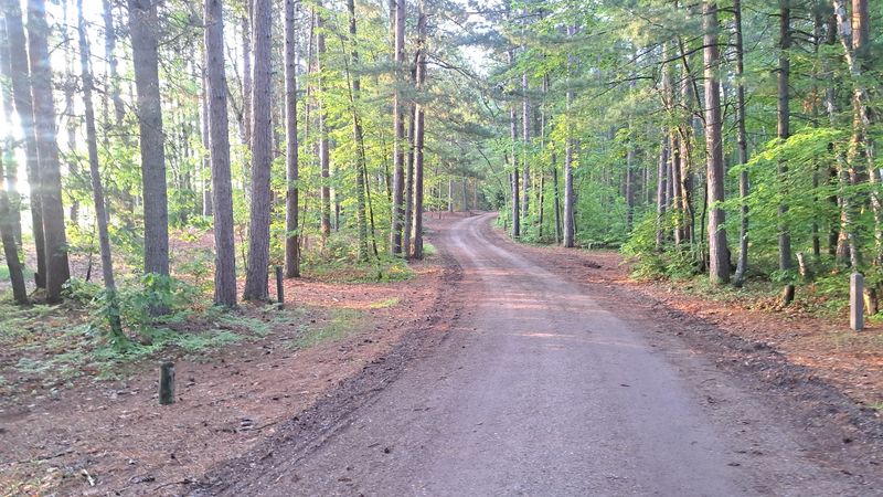 Take The Forest Road Slowly
