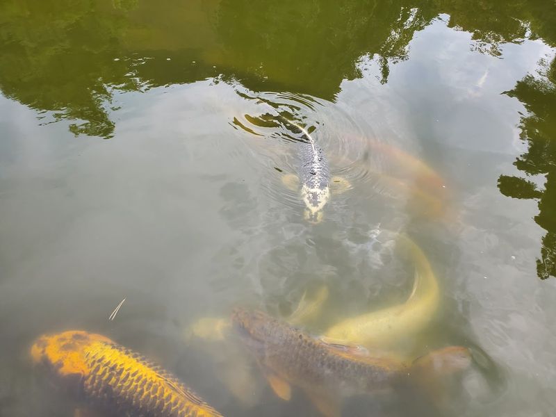 Stand By The Pond Long Enough To Notice Its Symbols