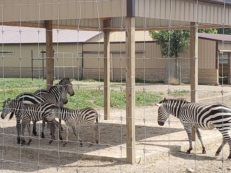 Take The Safari Walk Slowly Take The Safari Walk Slowly