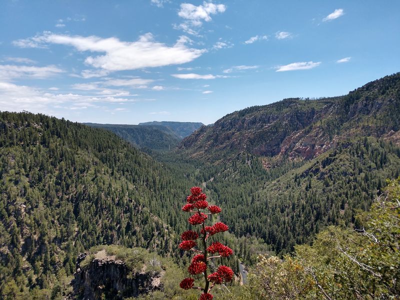 Take The Scenic Drive Through Oak Creek Canyon, Arizona