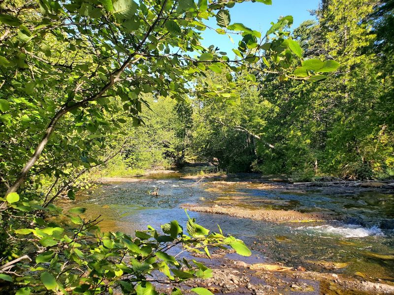 Walk Quietly Through Estivant Pines