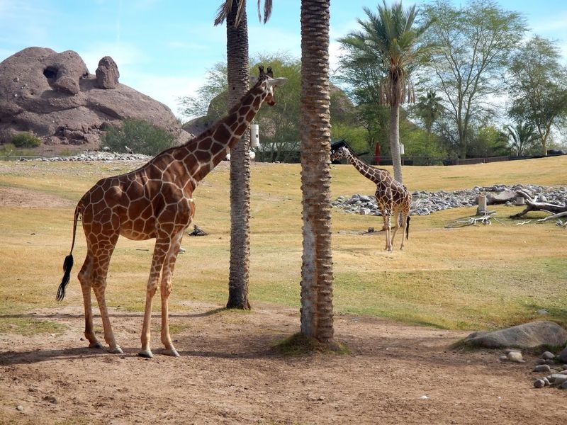 Phoenix Zoo, Phoenix