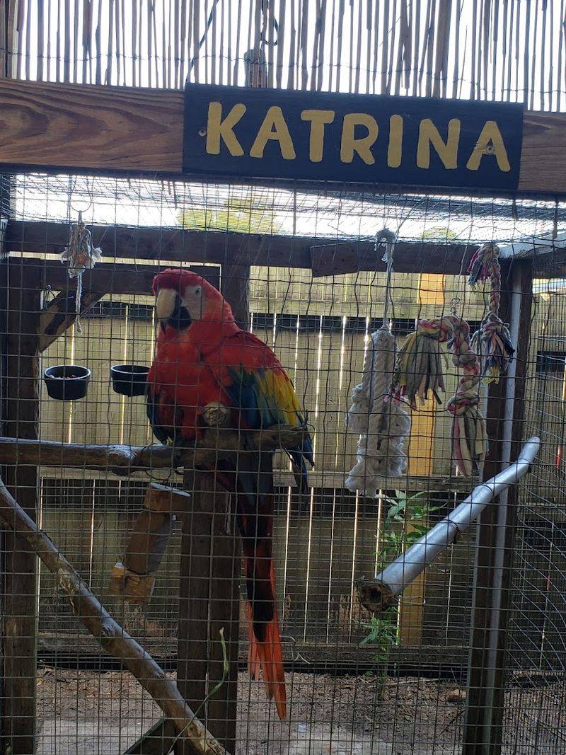 Talking Parrots At The Gate And Other First Impressions Talking Parrots At The Gate And Other First Impressions