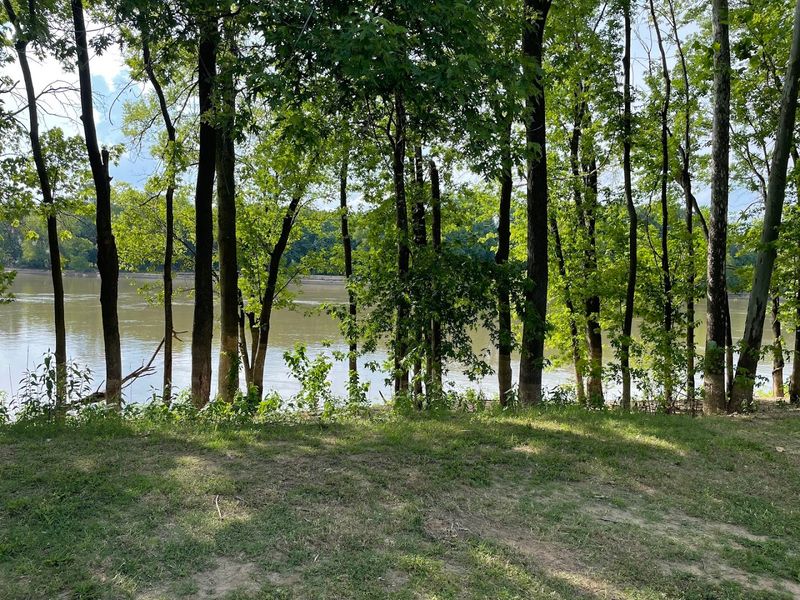 Tall Trees Cast Shade Over The Waterfront