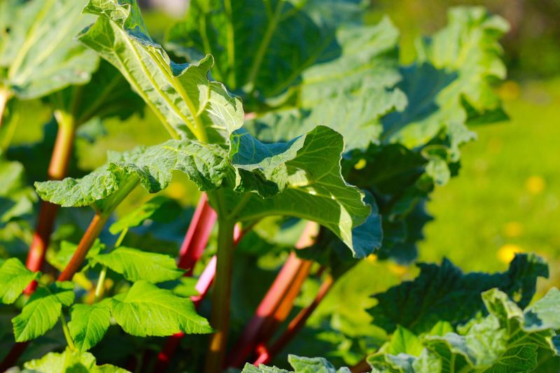 Rhubarb Leaves: Dangerous Greens