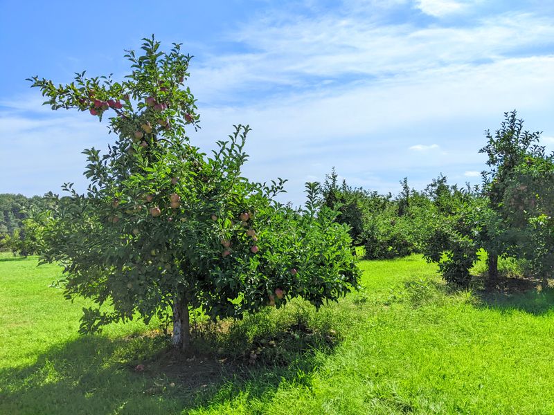 Use The Grounds Like A Picnic