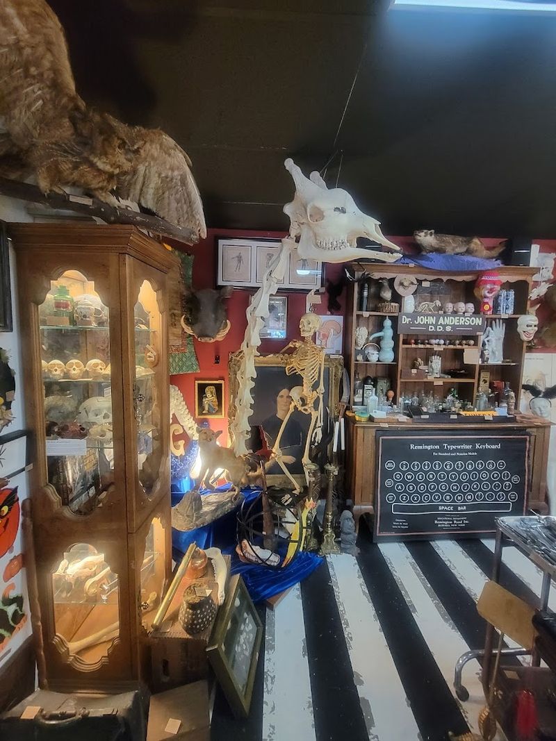 Preserved Specimens Worth Marveling Over