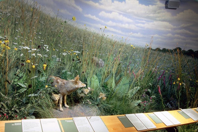 Taxidermy and Seasonal Exhibits Worth a Closer Look