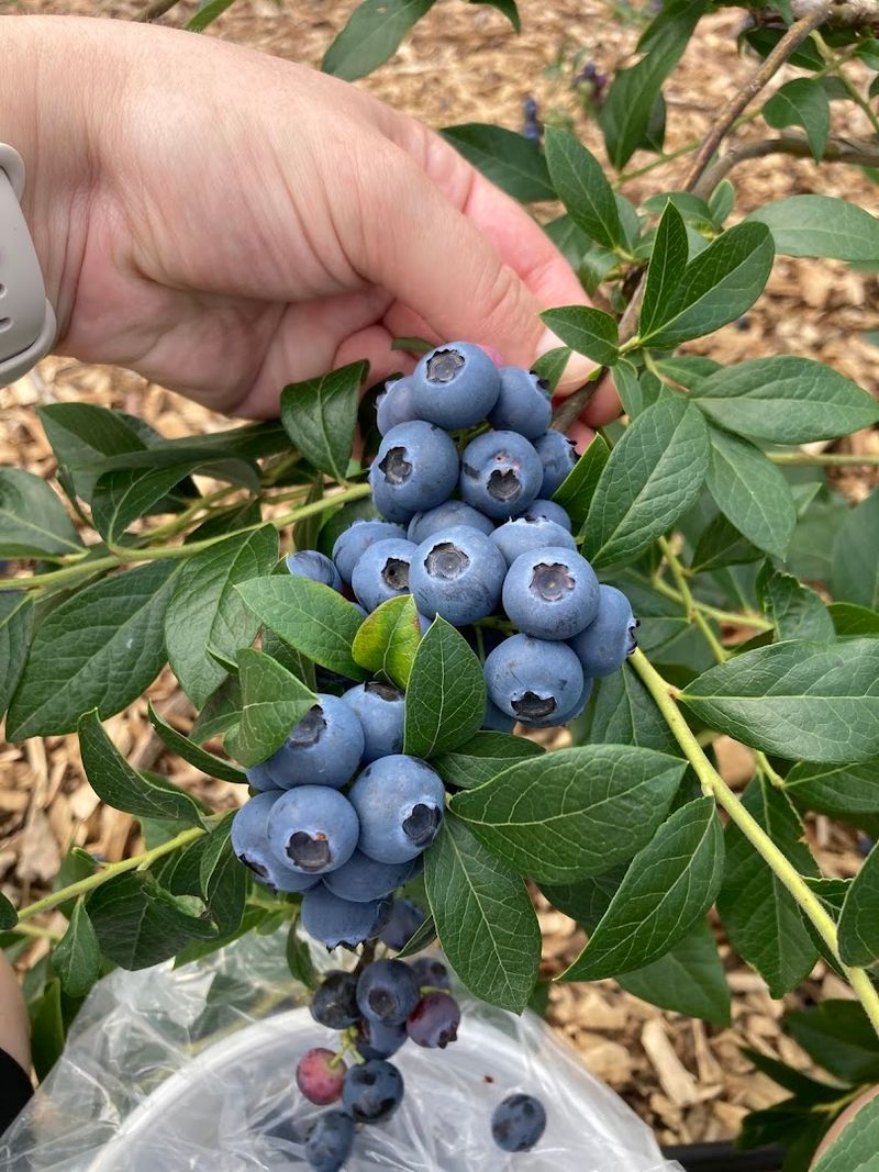 Renee's Berry Garden, London