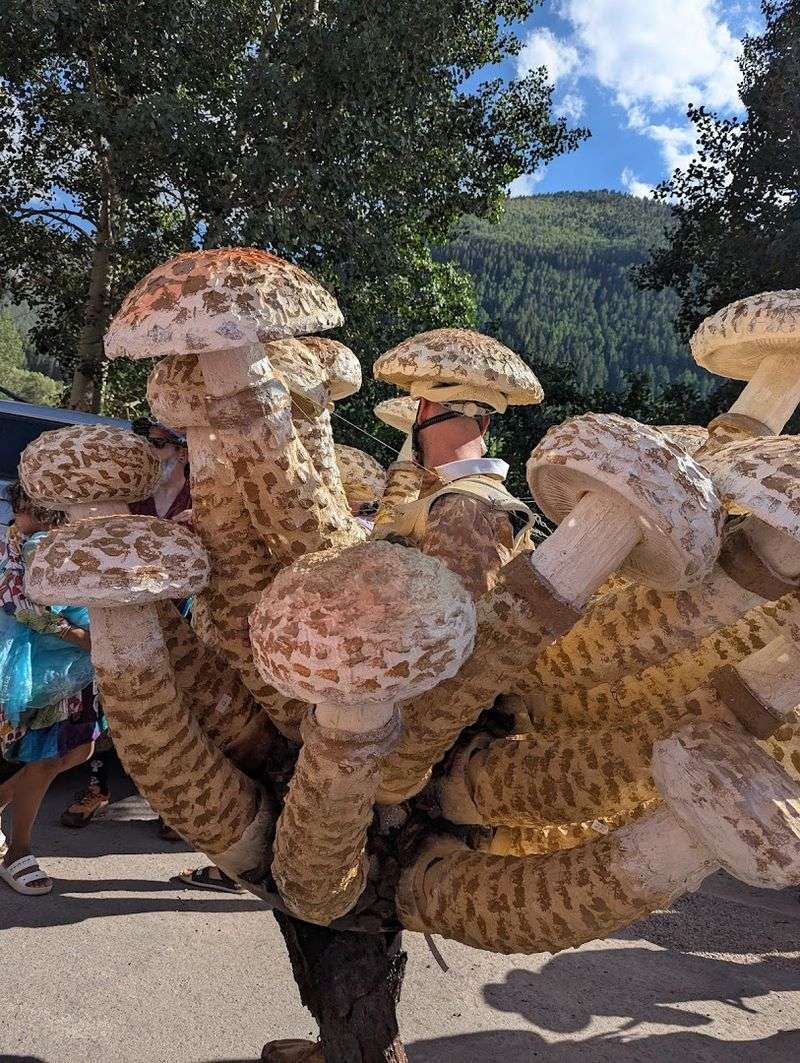 Telluride Mushroom Festival Telluride Mushroom Festival