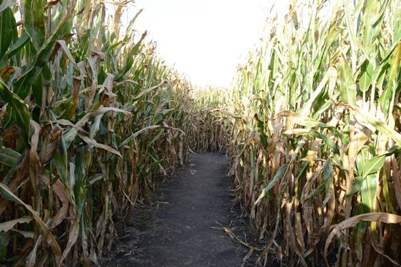 Ten Acres Of Cornfusion Ten Acres Of Cornfusion